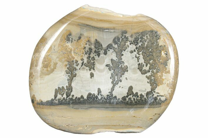 Triassic Aged Stromatolite Fossil - England #285757